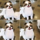 젤리즈펫