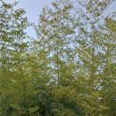 부천호수식물원 수피아 이미지