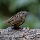 Limestone wren Babbler 이미지