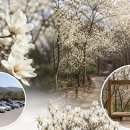 목련지역아동센터 | 김해 목련숲 실시간 개화상황부터 주차장·포토존까지 총정리
