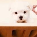 미스터멍