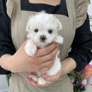 오마이퍼피 이미지