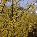 오렌즈평택소사벌점 | 꽃이그렇게도좋냐 멍청이들아