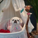 멍멍아 놀자 | 시지동 강아지미용샵 멍멍아놀자 내돈내산 이용하고 만족해서 쓰는 후기