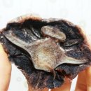 요리하는 집사 이미지