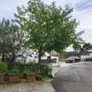 꿈길속에펜션 이미지