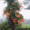 새동안길 이미지