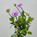 여름식물 인테리어 | 베란다 인테리어 식물 추천 🌿 미소꽃농원 겹데모루 화분 리뷰