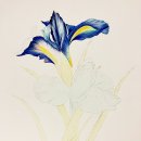 보타니컬아트 (중급) 이미지