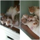 신공항동물병원 이미지