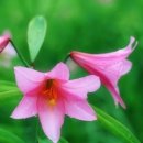 행복 빛으로부터 이미지