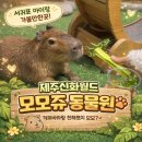 덕거리 | [제주/서귀포] 신화테마파크 카피바라 먹이주기 "모모쥬 동물원" 후기