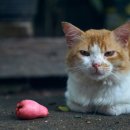 최동물병원 이미지