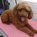 이뻐진개 이미지