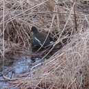 경안천 둔전생태공원 | 25. 12. 27 경안천습지생태공원 탐조[적갈색흰죽지, 잿빛개구리매]