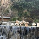 지도먹거리 | 대구 네이처파크 대구 동물원 후기(할인, 주차장, 먹거리, 지도)