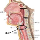 인두(pharynx 咽頭) 이미지