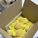 마리네 농장 | 마리네 과수원 내돈내산 햇부사 사과 솔직후기