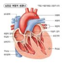 심장혈관 이미지