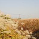 원평나루 이미지