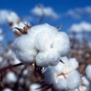 목화농장 이미지