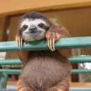 나무늘보 이미지