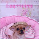 광명시티동물병원 이미지