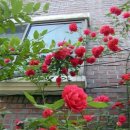 장미로 61 이미지