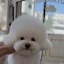 피카소 동물병원 미용 이미지