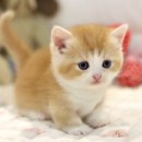 마포고양이도레미캣 이미지