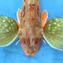 죽도어시장 이미지