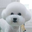 아라펫살롱 네이버블로그