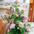 양지꽃펜션 이미지