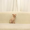 퍼피 켄넬 이미지