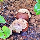 김학규농장 이미지