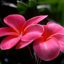 스톤 하와이 이미지