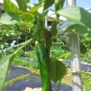 이종섭 농장 이미지