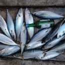 도감민박 이미지