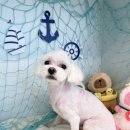 털찐친구들 이미지