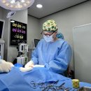 동원동물병원 | 성북구동물병원 강아지 탈장 혹처럼 보여도 그냥 두면 안 되는 이유