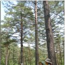 [명산순례]울진 금강소나무 숲길 탐방(06/16/13) 결과 보고 = 3 이미지