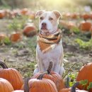 호박동물병원 이미지