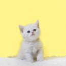 분당고양이분양 나비캣 이미지