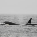 gc-camera-038 이미지