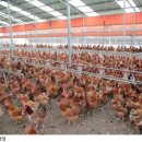 소래축산 이미지