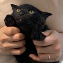 펫몽 | 수의사가 만든 고양이 유산균, 펫몽 제이프로캡-i 후기