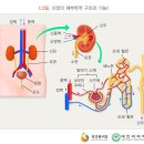 급성신부전 진단비 특별약관(급성신부전의 정의 및 진단확정) 이미지