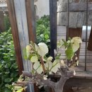 포도나무 민박 이미지