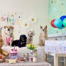 뛰뛰하개 이미지