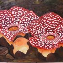 세계에서 가장 큰꽃~ Rafflesia .. 이미지